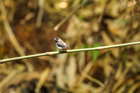 White-rumped Munia (Lonchura striata) bird in natureの写真素材
