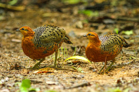 Ferruginous Partridge(Caloperdix oculea) in the forestの写真素材