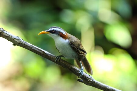 White-browed Scimitar-babbler (Po matorhinus schisticeps) bird in natureの写真素材
