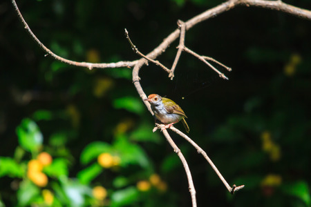 Dark-necked Tailorbird (Orthotomus atrogularis) in forestの写真素材