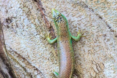 close up Olive Tree Skink in deep forest, Dasia olivaceaの写真素材