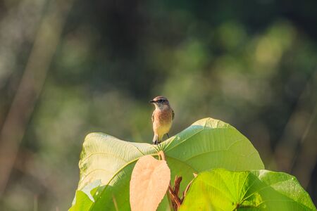 Stonechat female perched on plant in natureの写真素材