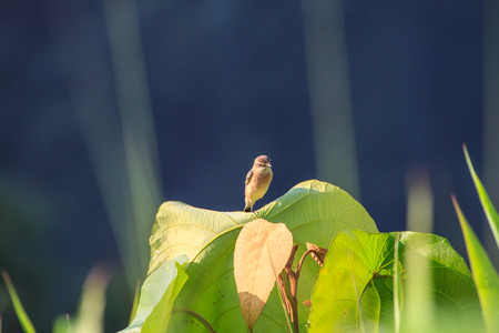 Stonechat female perched on plant in nature