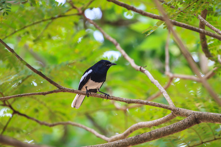 Oriental Magpie Robin perching on a branchの写真素材
