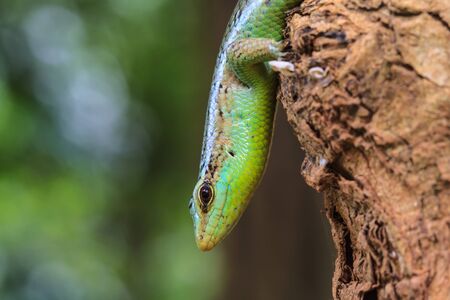 close up Olive Tree Skink in deep forest, Dasia olivaceaの写真素材