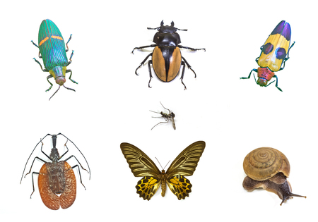 insect collection on background, beetle butterfly snail and mosquito