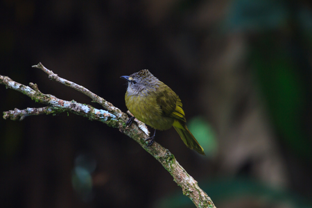 beautiful flavescent bulbul (Pycnonotus flavescens) in tropical forestの写真素材