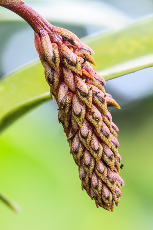 Bulbophyllum morphologorum Rare species wild orchids in forest of Thailandの写真素材