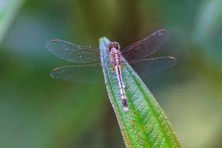 beautiful dragonfly resting on a branch in forest