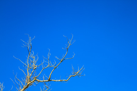 dry tree on background,  can be used as backgroundの写真素材