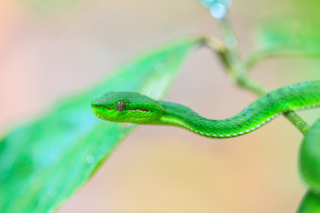 Green pit viper snake, Asian pit viper snake in nature