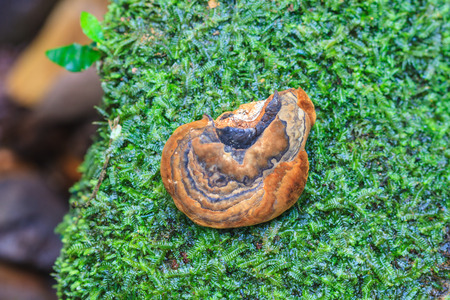 lingzhi in nature, Lingzhi mushroom growing on moss background
