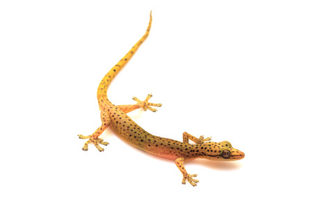 Gecko lizard from trpical forest isolated on white background, Hemiphyllodactylus spの写真素材