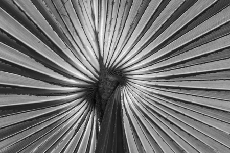 Abstract image of Green Palm leaves in nature, black and white toneの写真素材