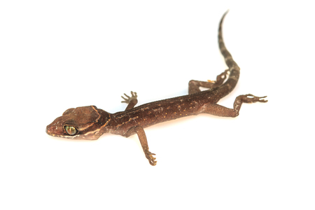 Gecko lizard from trpical forest isolated on white background, Cyrtodactylus oldhamiの写真素材