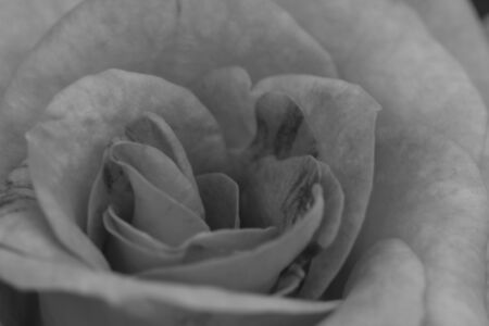 close up beautiful flowering yellow roses in the garden, black and white toneの写真素材