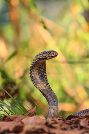 close up  Monocellate Cobra  (Naja kaouthia) in forestの写真素材