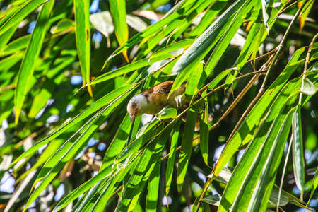 white-hooded Babbler bird  (Gampsorhynchus rufulus) in forestの写真素材