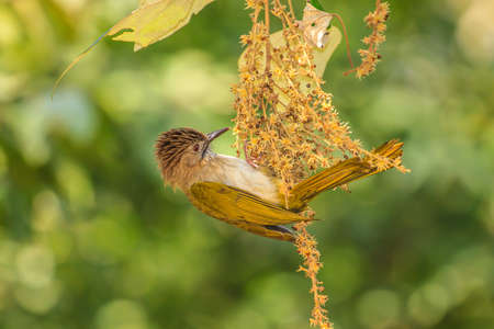Mountain Bulbul ( Ixos mcclellandii ) in nature  perching on a branchの写真素材