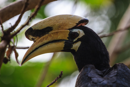 Portrait of Oriental pied hornbill (Anthracoceros albirostris) on the branch in natureの写真素材