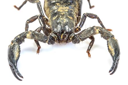 close up Scorpion ( Pandinus imperator) on white backgroundの写真素材