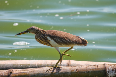 Chinese Pond Heron  in the nature, Thailandの写真素材