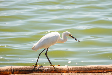 Little Egret (Egretta garzetta)  in the nature, Thailandの写真素材