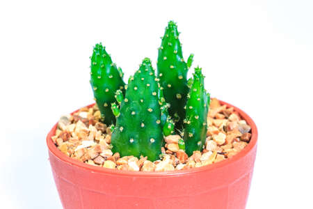 close up Cactus isolated on white background