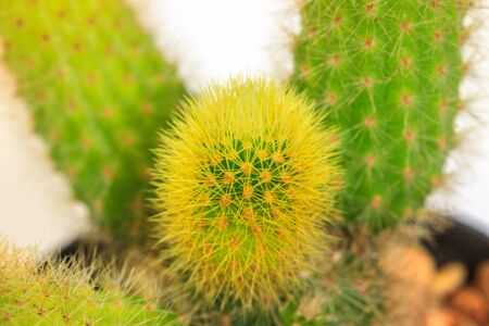 close up Cactus isolated on white backgroundの写真素材