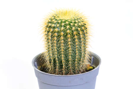 close up Cactus isolated on white backgroundの写真素材