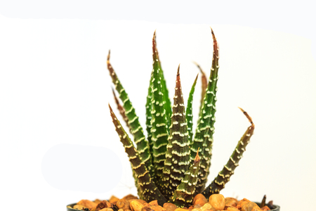 close up Cactus isolated on white backgroundの写真素材