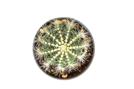 close up Cactus isolated on white backgroundの写真素材