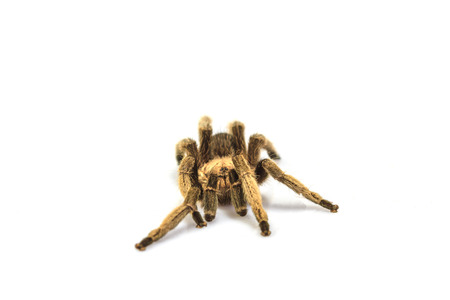 close up Tarantula Isolated on white Backgroundの写真素材
