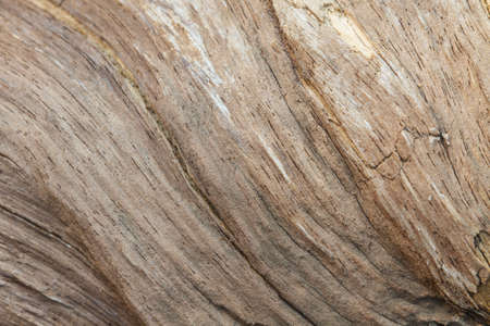 Tree bark texture background, texture of bark wood use as natural background