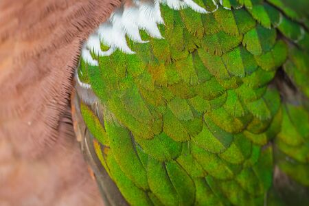 close up Emerald dove feathers, Macro image with shallow depth of fieldの写真素材
