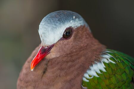 Emerald dove or Green Pigeon, Chalcophaps Indica, birdの写真素材