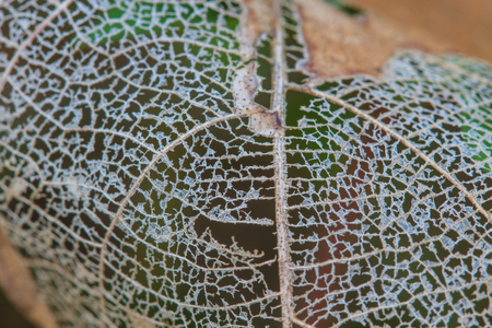 Texture with rotten leaves with fibers, filigree abstract on leaf