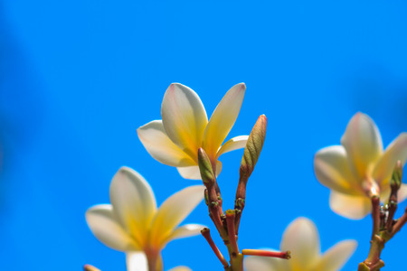 close up shot for frangipani flowers on sky backgroundの写真素材