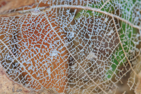 Texture with rotten leaves with fibers, filigree abstract on leafの写真素材