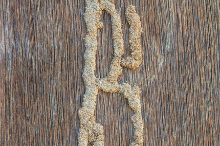 The wood wall with termites damage,Termites eat wood surface
