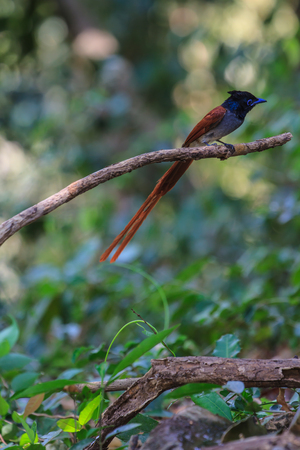 Bird in nature, asian paradise flycatcher perching on a branchの写真素材