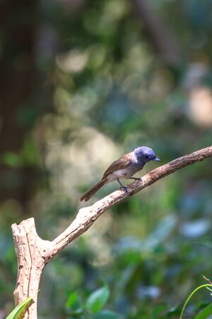 Black-naped monarch (Hypothymis azurea) bird in nature  perching on a branch