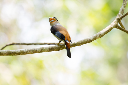 colorful bird Silver-breasted broadbill (Serilophus lunatus) on tree branchの写真素材