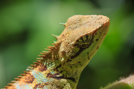 Green crested lizard, black face lizard, tree lizard on treeの写真素材
