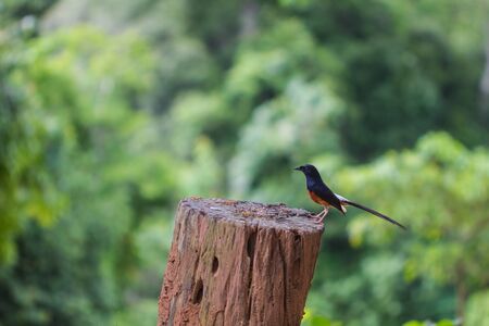 White-rumped Shama (Copsychus malabaricus), standing on a branchの写真素材