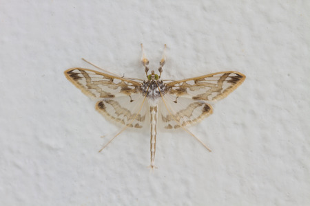 Close up of moth,night butterfly,Beautiful Insect on white wallの写真素材