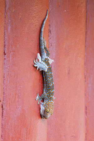 gecko molting off the old skin on wallの写真素材