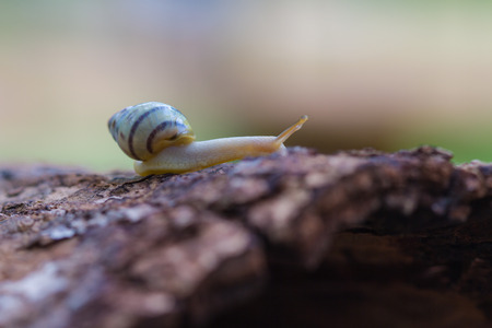 Tree snail on the trunk tree in forestの写真素材
