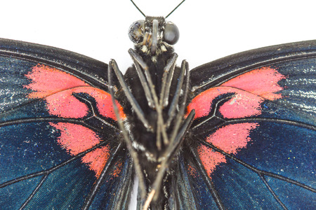 Closeup male great mormon butterfly on white