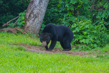 Malayan sun bear, Honey bear (Ursus malayanus) in real natureの写真素材